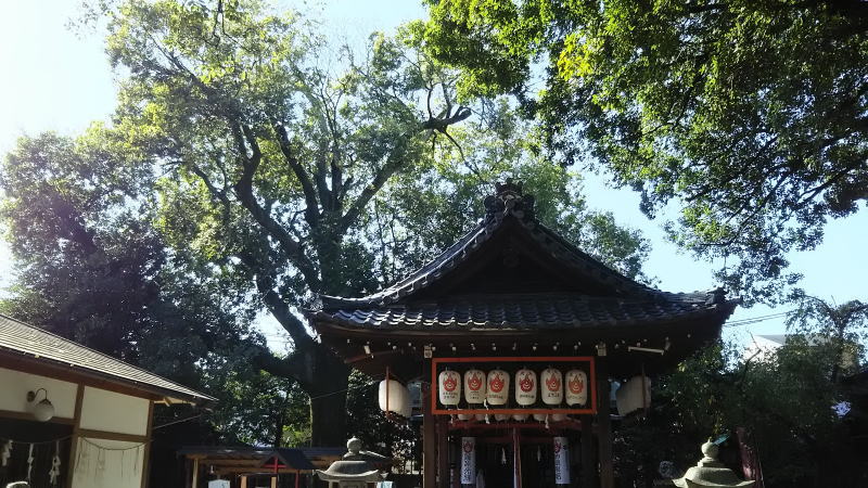 京都 御神木のある神社 武信稲荷神社
