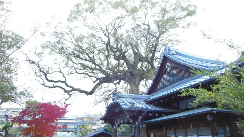 新熊野神社京都 御神木のある神社 