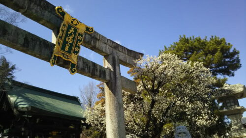北野天満宮 梅 1 / 京都 ブログガイド