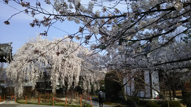 枝垂れ桜 / 京都 ブログガイド