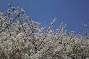 2020年4月 京都イベント情報 / 京都 ブログ ガイド
