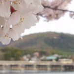 京都 おすすめ 桜スポット / 京都 ブログガイド
