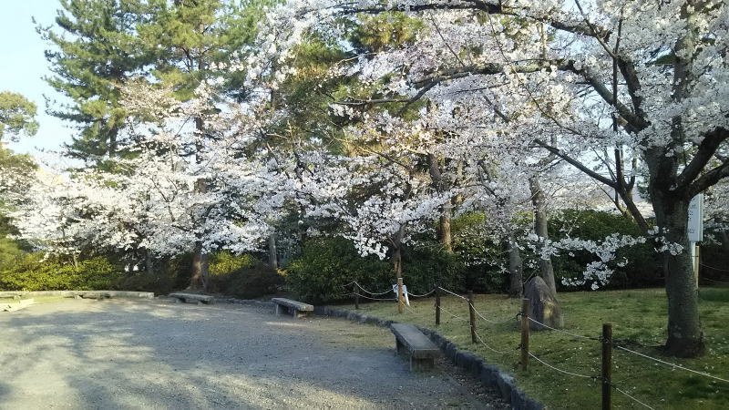 円山公園12 / 京都 ブログ ガイド
