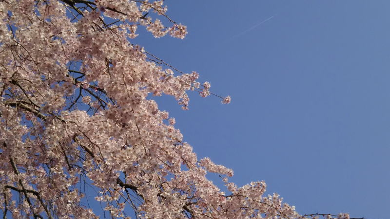 京都 桜 洛東 南禅寺近くの桜2 / 京都 ブログ ガイド