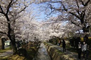 京都 桜 洛東　哲学の道 5 / 京都 ブログ ガイド