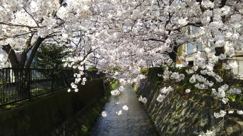 疎水沿いの桜 / 京都 ブログ ガイド