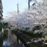 京都 木屋町 桜 2018 / 京都 ブログ ガイド