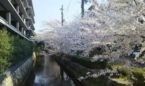 京都 木屋町 桜 2018 / 京都 ブログ ガイド