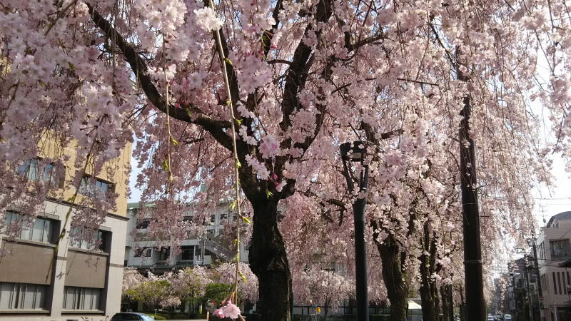 京都地方裁判所の桜 / 京都 ブログ ガイド