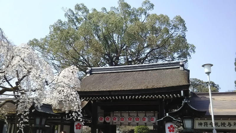 平野神社 / 京都 ブログ ガイド