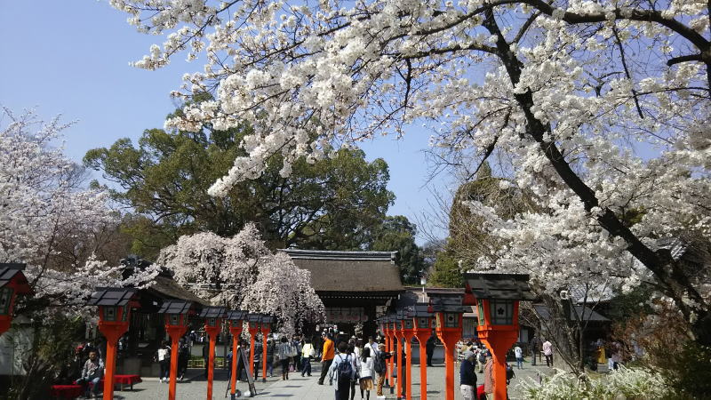 平野神社 / 京都 ブログ ガイド