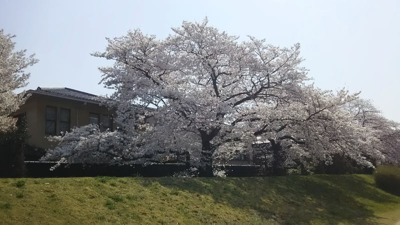 龍の桜 / 京都 ブログ ガイド