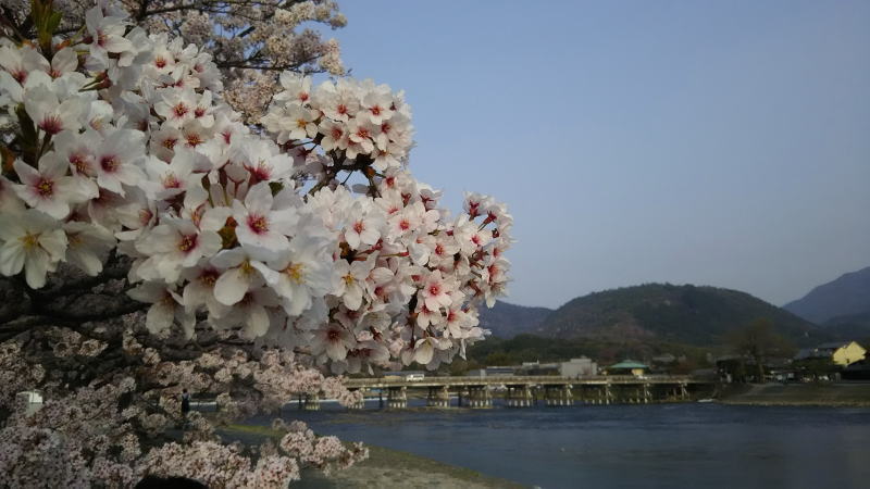 京都 桜 洛西 嵐山 混んでても外せない桜スポット 京都ブログガイド
