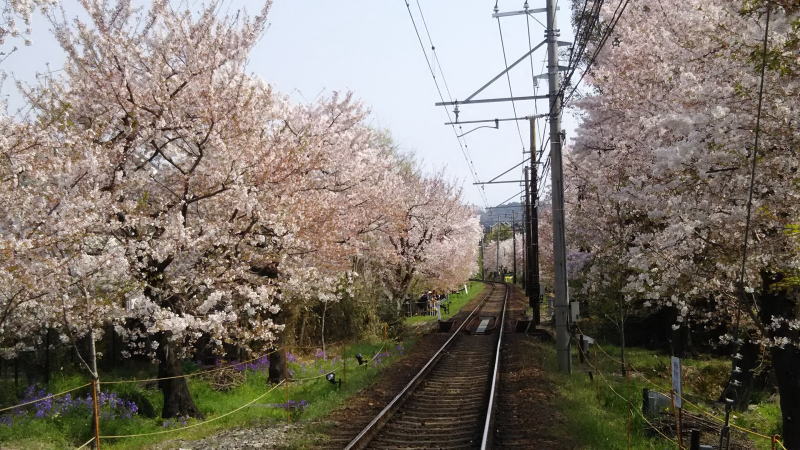 桜のトンネル1 / 京都 ブログ ガイド