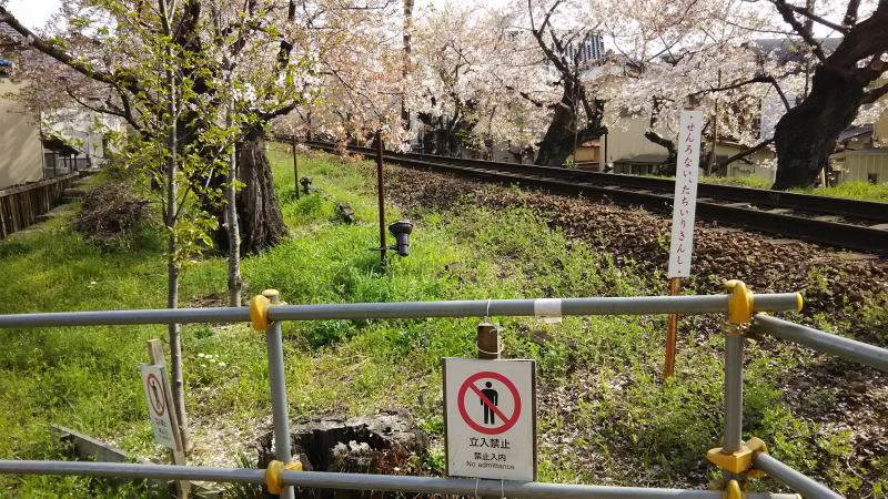 桜のトンネル2 / 京都 ブログ ガイド