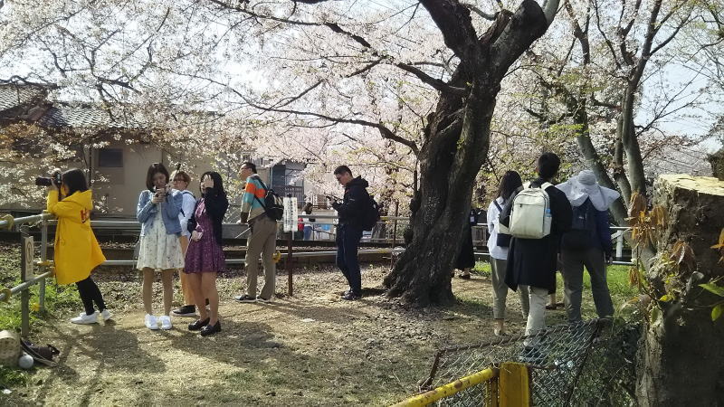 桜のトンネル3 / 京都 ブログ ガイド