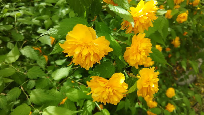 松尾大社10 / 京都 ブログ ガイド