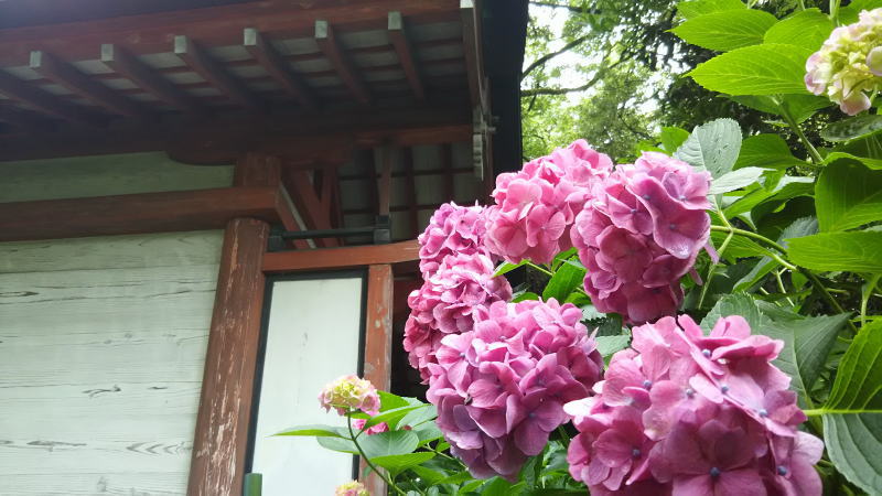 藤森神社19 / 京都 ブログ ガイド