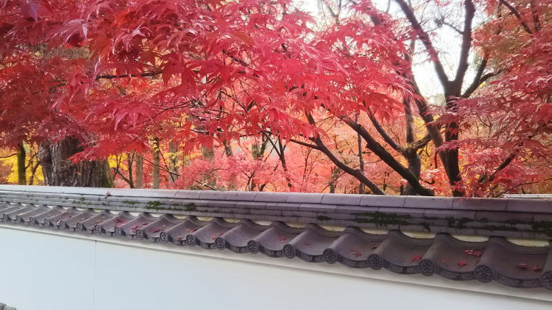 無料で楽しむ紅葉モデルコース / 京都 ブログ ガイド
