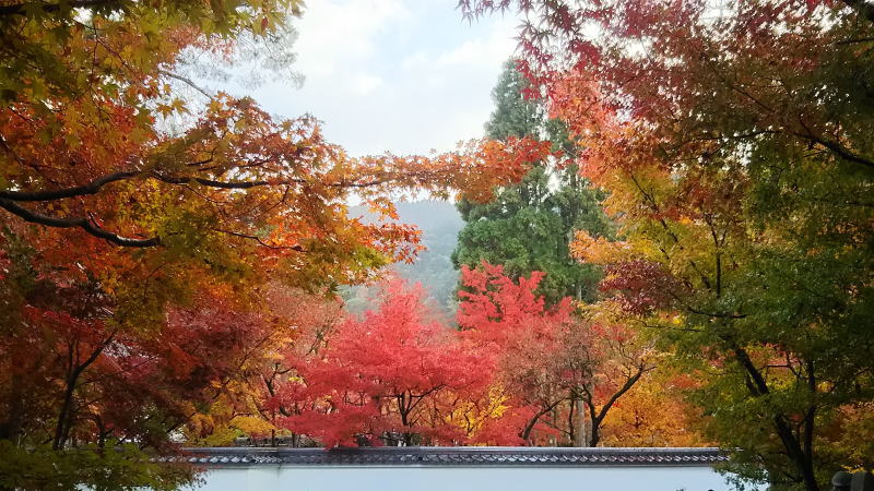 無料で楽しむ紅葉モデルコース / 京都 ブログ ガイド
