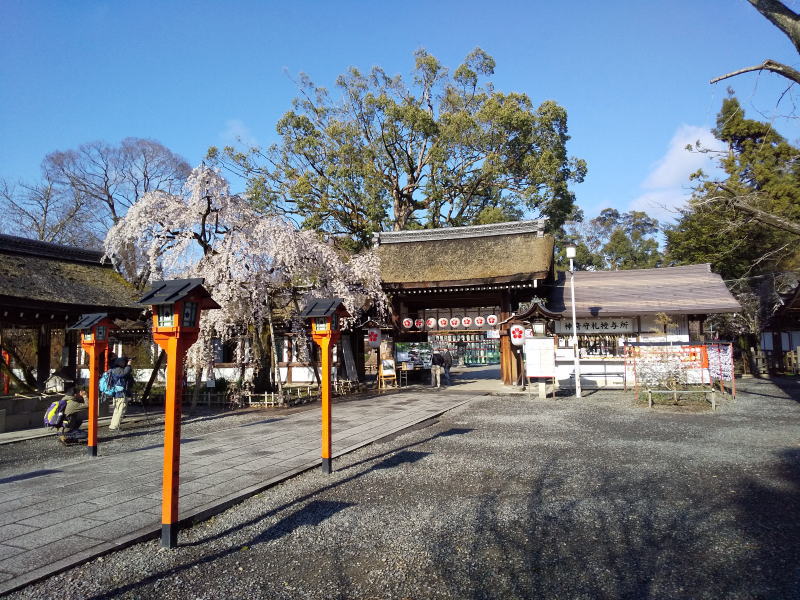 京都 桜 洛中 平野神社 2019 / 京都 ブログ ガイド