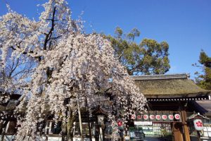 京都 桜 洛中 平野神社 2019 / 京都 ブログ ガイド