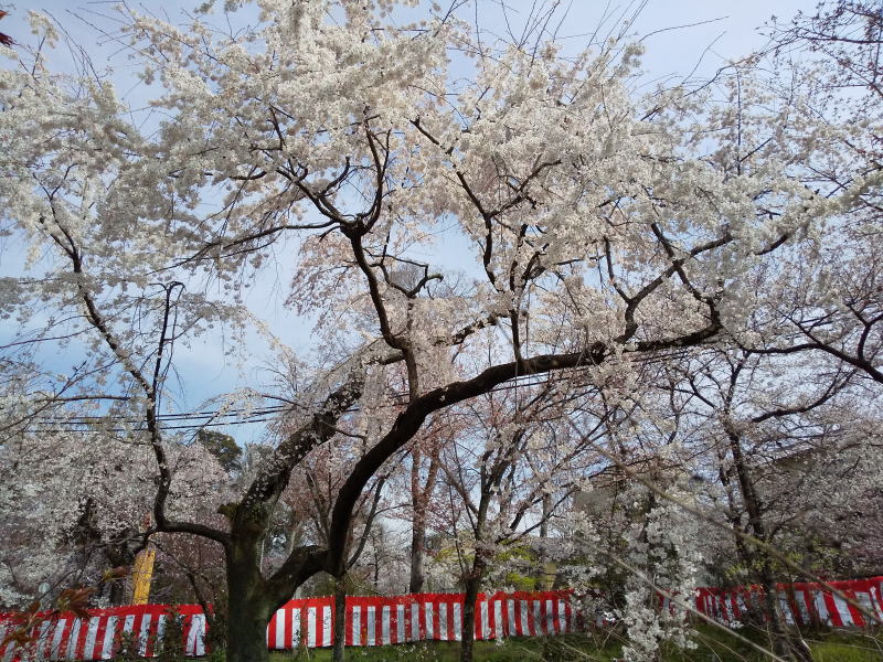 桜養生園 / 京都 ブログ ガイド