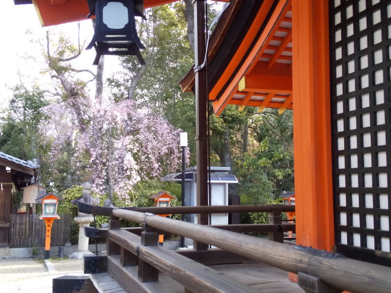 八坂神社 桜 2019 / 京都 ブログ ガイド