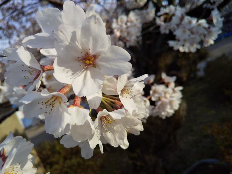 円山公園 桜 / 京都 ブログ ガイド