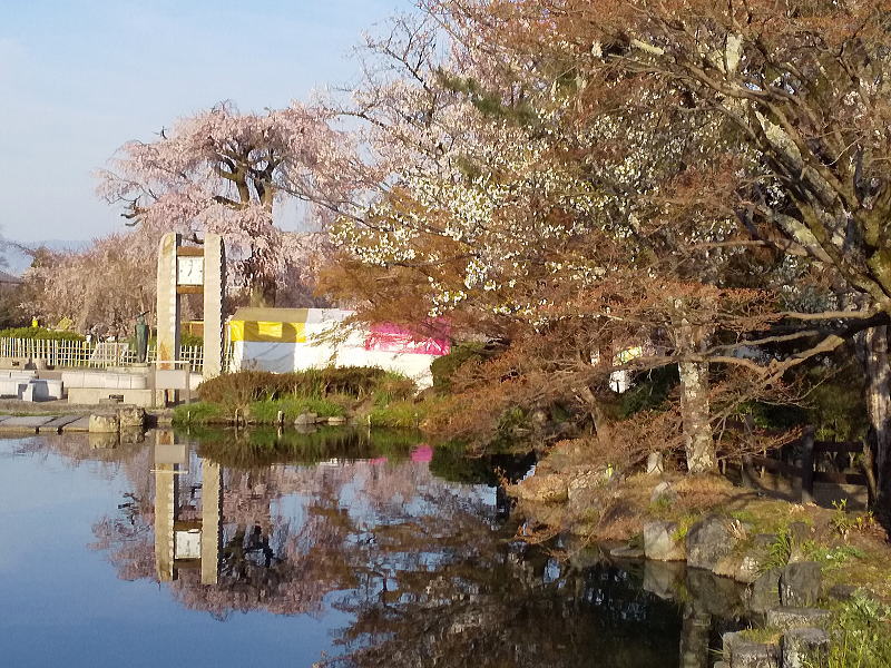 円山公園 2019 / 京都 ブログ ガイド