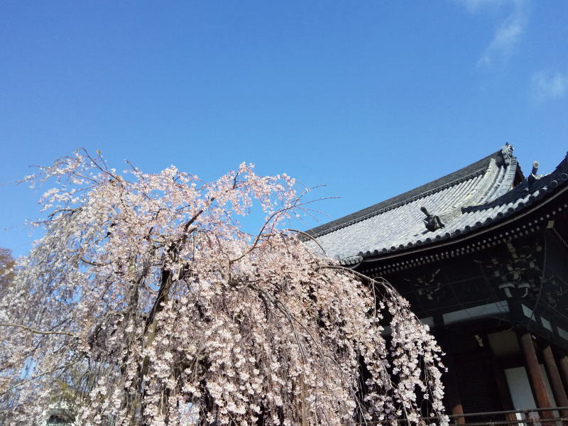 枝垂れ桜 / 京都 ブログ ガイド