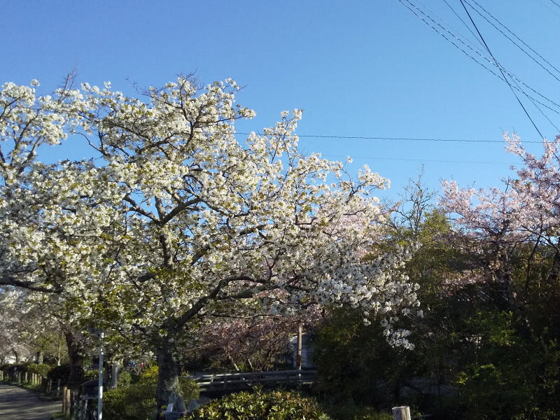 白い桜 / 京都 ブログ ガイド