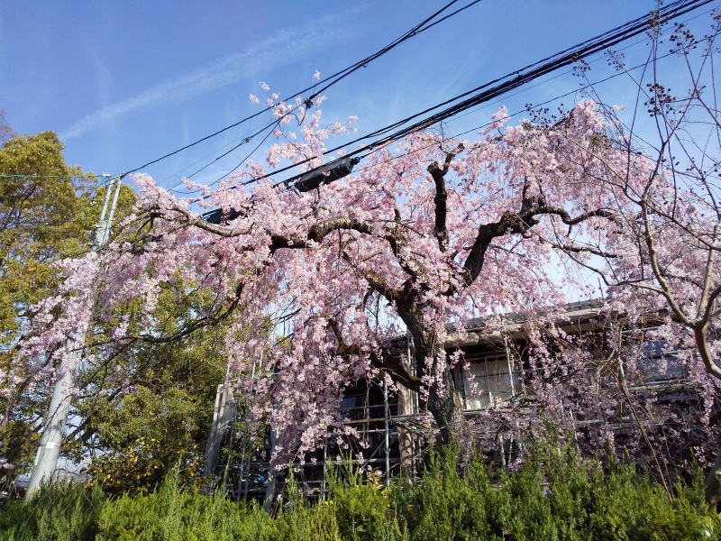 メゾン一刻の桜 2019 / 京都 ブログ ガイド