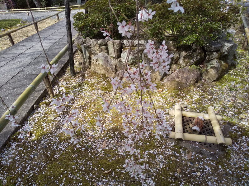 枝垂れ桜 / 京都 ブログ ガイド