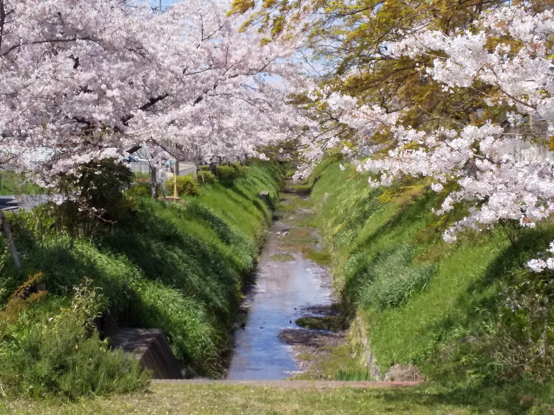 松ヶ崎浄水場辺りの桜 2019 / 京都 ブログ ガイド