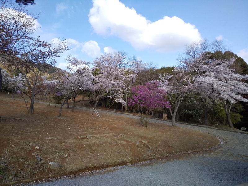 嵐山公園 亀山地区 2019 / 京都 ブログ ガイド