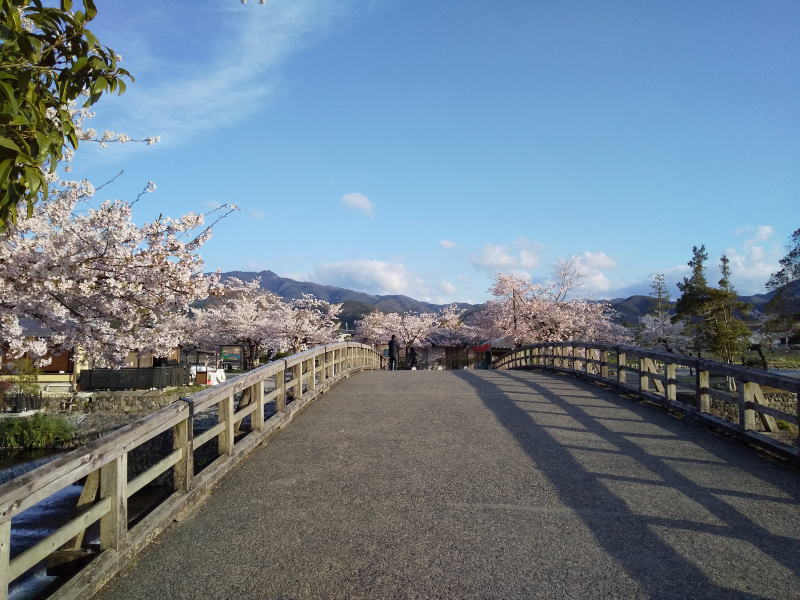 京都 桜 洛西 嵐山 2019 / 京都 ブログ ガイド