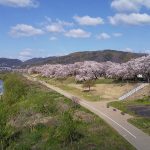 京都 桜 洛南 背割堤 2019 / 京都 ブログ ガイド