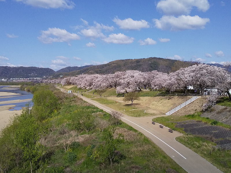 京都 オススメ 桜 スポット 八幡 背割堤1/ 京都 ブログガイド