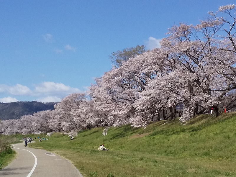 京都 オススメ 桜 スポット 八幡 背割堤3/ 京都 ブログガイド