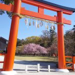 京都 桜 洛北 上賀茂神社 2019 / 京都 ブログ ガイド