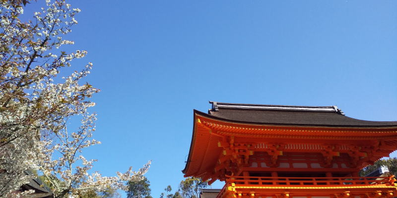 京都 桜 洛北 上賀茂神社 2019 / 京都 ブログ ガイド
