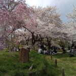 京都府立植物園 桜 2019 / 京都 ブログ ガイド