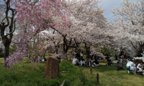 京都府立植物園 桜 2019 / 京都 ブログ ガイド