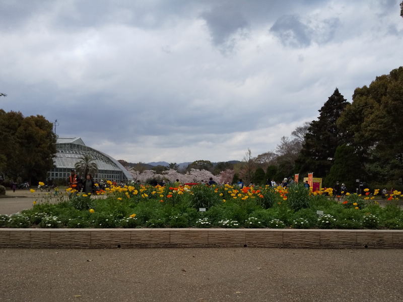 京都 桜 洛中 京都府立植物園 2019 / 京都 ブログ ガイド