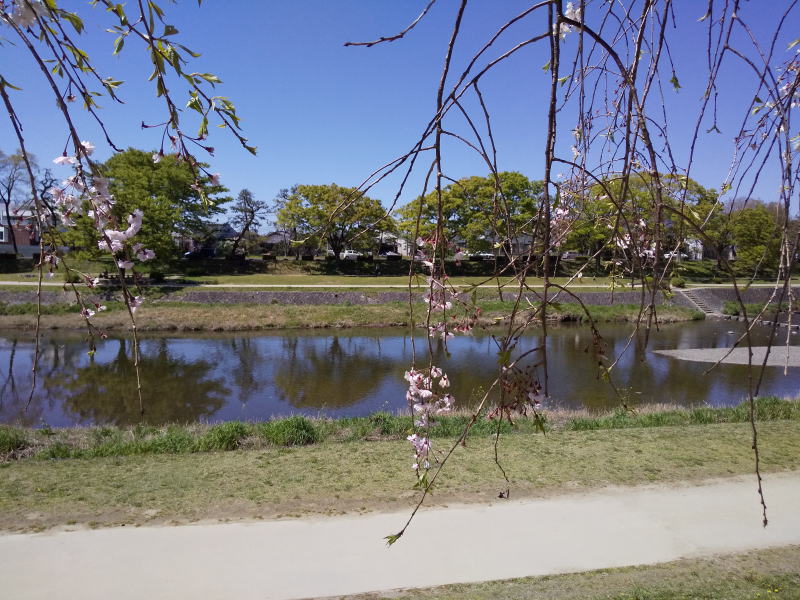 半木の道 枝垂れ桜 2019 / 京都 ブログ ガイド