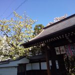 京都 桜 洛中 雨宝院 2019 / 京都 ブログ ガイド