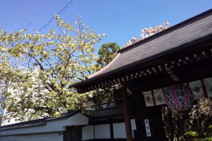 京都 桜 洛中 雨宝院 2019 / 京都 ブログ ガイド