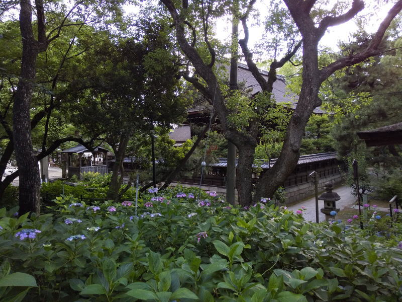 紫陽花苑 2019 / 京都 ブログ ガイド