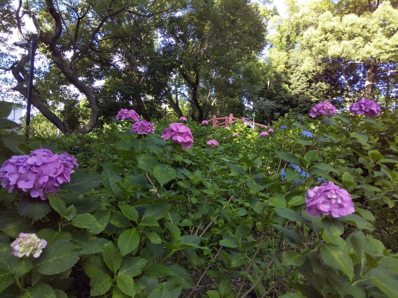紫陽花苑 2019 / 京都 ブログ ガイド